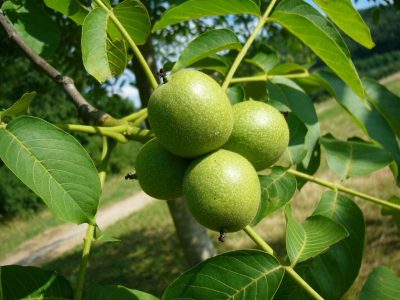 walnut-gardens (1) walnut-gardens (1)