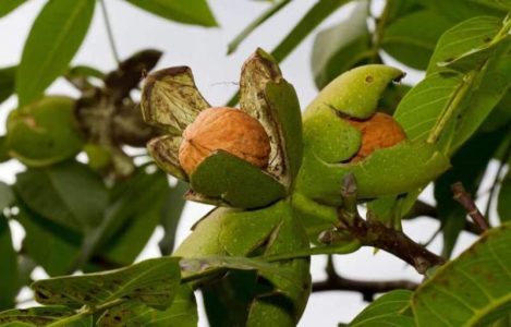 walnut-gardens (3) walnut-gardens (3)