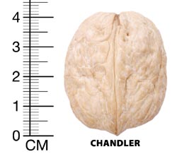 chandler-1