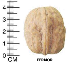 fernor-1