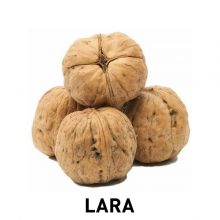 lara-1-220x220