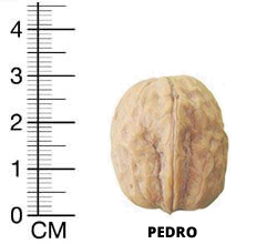 pedro-1
