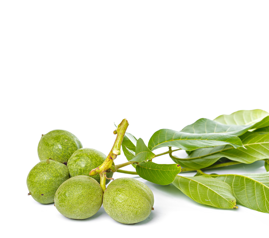 walnut-fruit