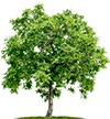 walnut-tree