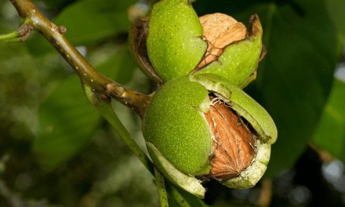 walnut