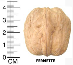 fernette-1