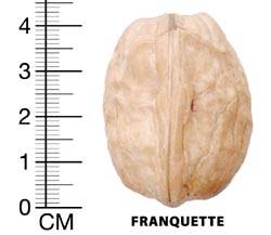 franquette-1